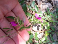 Galactia microphylla