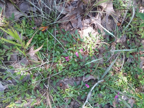 Image of Galactia microphylla by (c) Will McFarland, some rights reserved (CC BY)