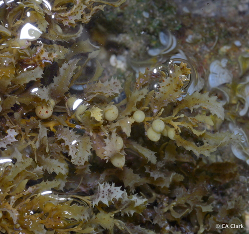 Sargassum aquifolium observed 2024-12-11