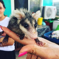 Didelphis virginiana