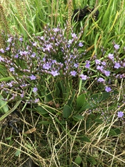 Limonium vulgare