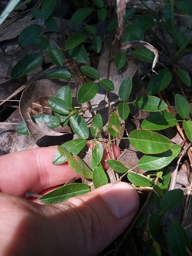 Image of Galactia microphylla by (c) Will McFarland, some rights reserved (CC BY)