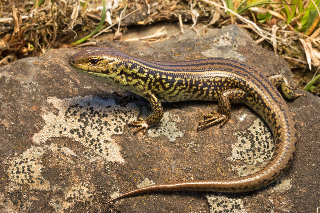 Alpine Meadow-Skink