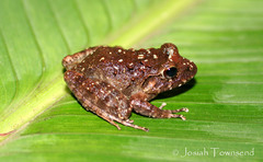 Craugastor laevissimus