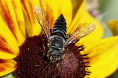 Coelioxys modestus