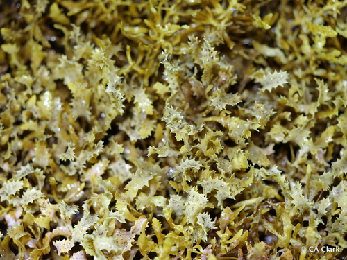Sargassum aquifolium observed 2024-12-11