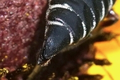 Coelioxys modestus