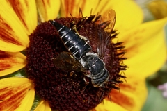 Coelioxys modestus