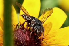 Coelioxys modestus