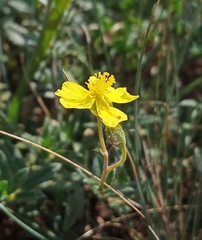 Helianthemum oelandicum orientale