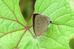 Arhopala atrax
