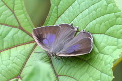 Arhopala atrax