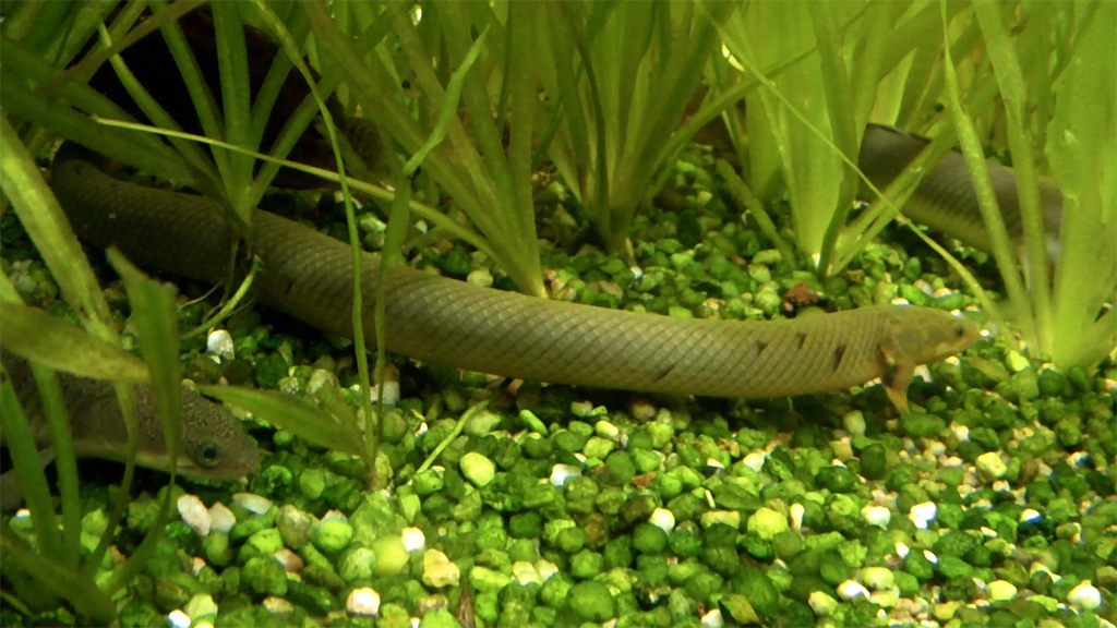 Bichirs