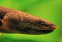 Reedfish photo 2