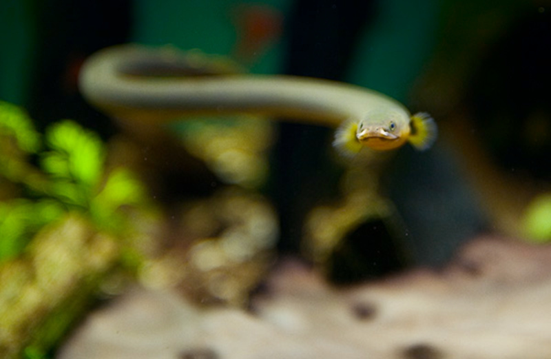 Poisson-roseau (Erpetoichthys calabaricus Smith, 1865)
