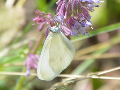 Dismorphiinae