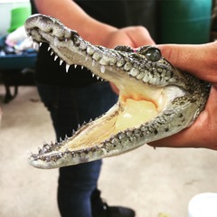 Crocodylus moreletii