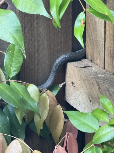 Common Tree Snake sighting