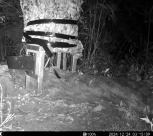 Brush-tailed Phascogale