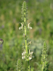 Salvia austriaca