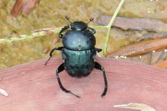 Gymnopleurus miliaris