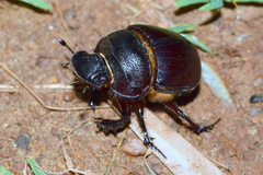 Heliocopris bucephalus