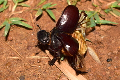 Heliocopris bucephalus