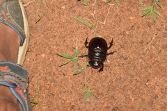 Heliocopris bucephalus