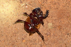 Heliocopris bucephalus