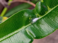 Pseudococcidae