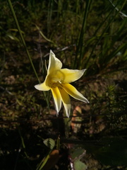 Gladiolus trichonemifolius