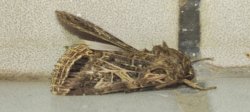 Mediterranean Brocade