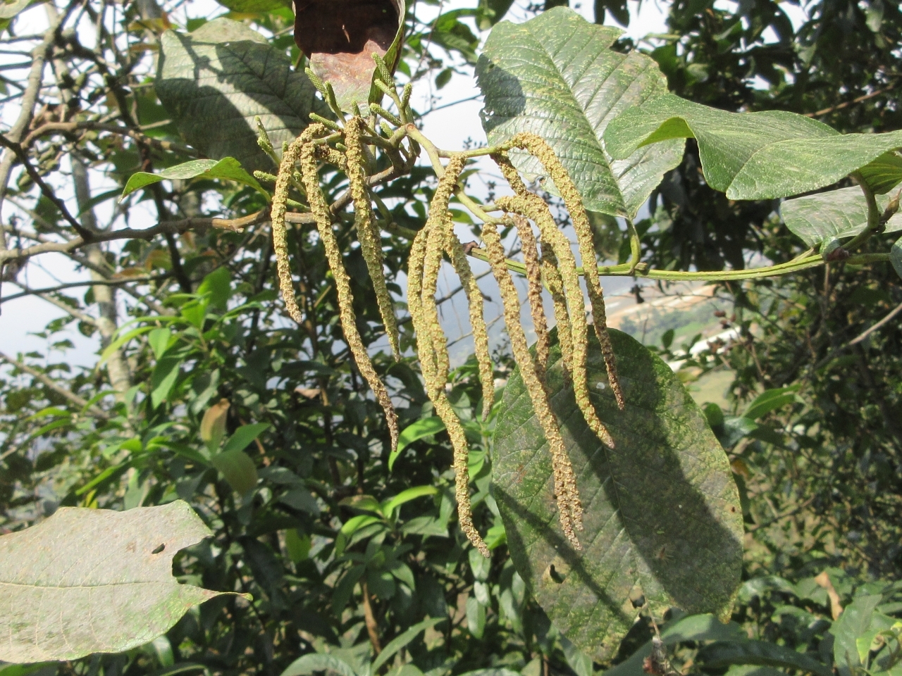 Alnus nepalensis — ảnh 3