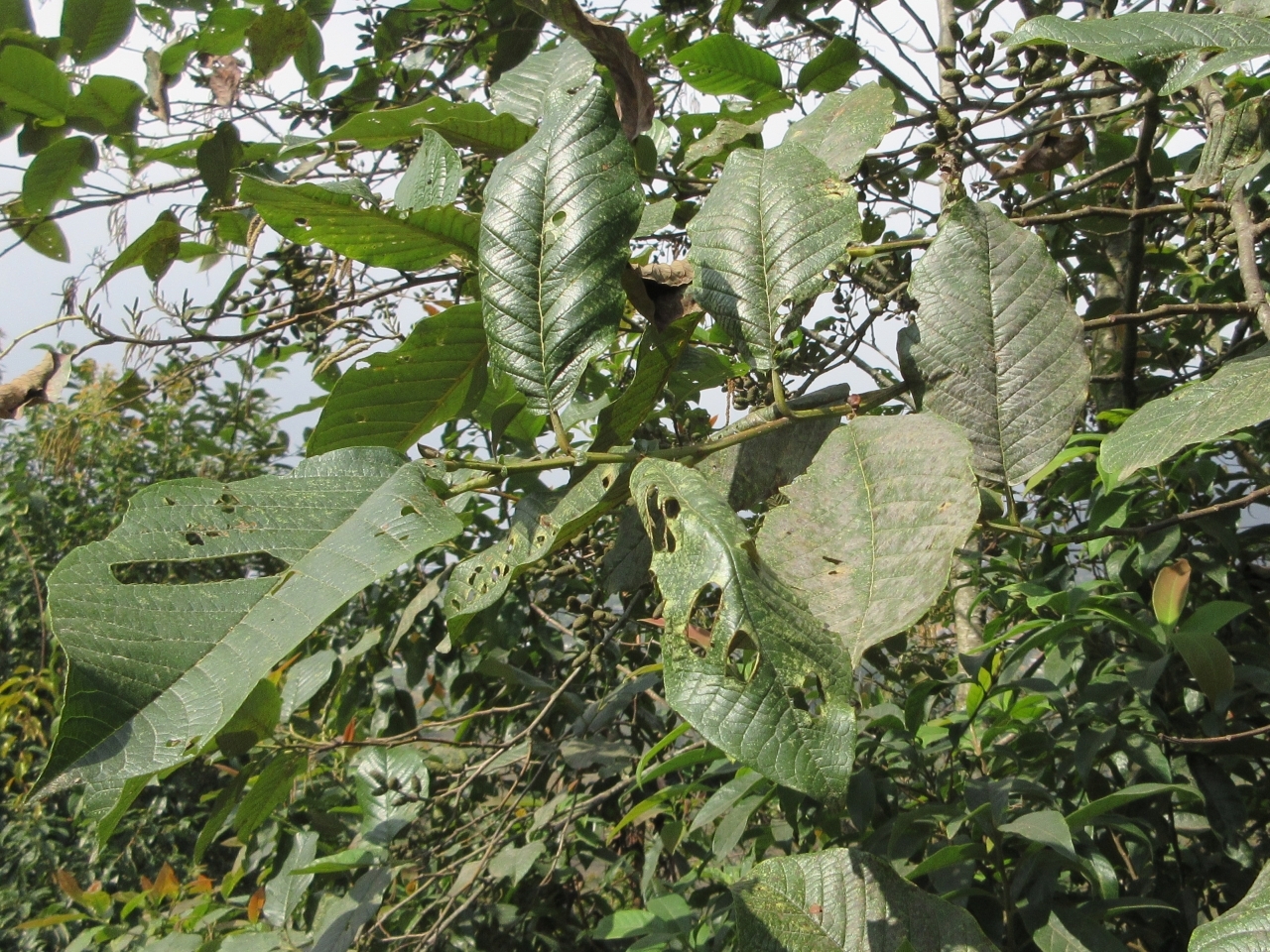 Alnus nepalensis — ảnh 2
