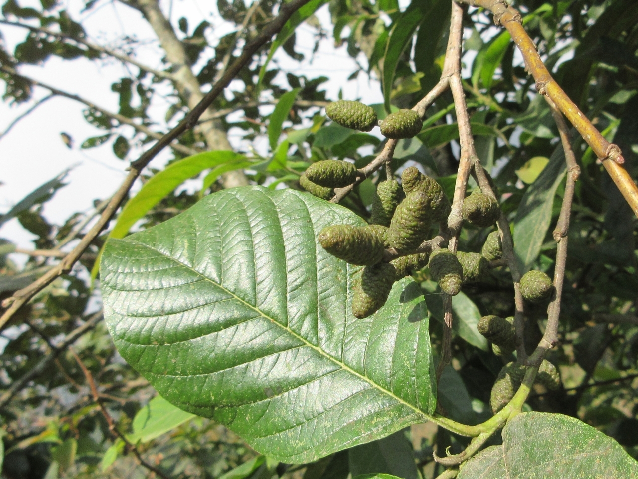 Alnus nepalensis (Alnus nepalensis)
