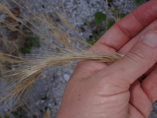 Image of Festuca fasciculata by (c) Lisa Bennett, some rights reserved (CC BY)