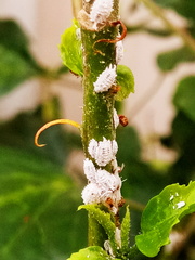 Pseudococcidae