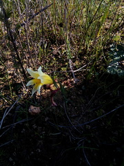 Gladiolus trichonemifolius