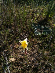 Gladiolus trichonemifolius