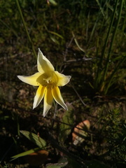 Gladiolus trichonemifolius