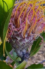 Leucospermum glabrum