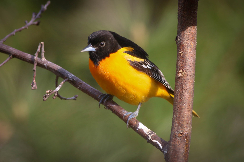 Baltimore Oriole  State of Tennessee, Wildlife Resources Agency