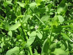 Stellaria alsine
