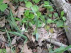 Carex glaucodea