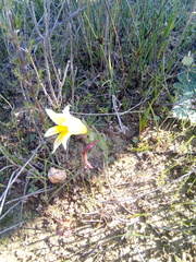 Gladiolus trichonemifolius