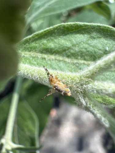 Acinia picturata observed 2024-12-31