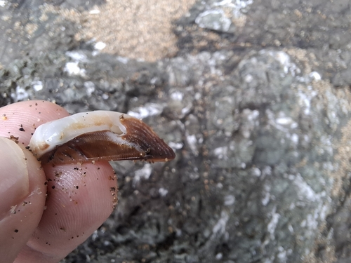 Lamarcka mutabilis observed 2024-12-31