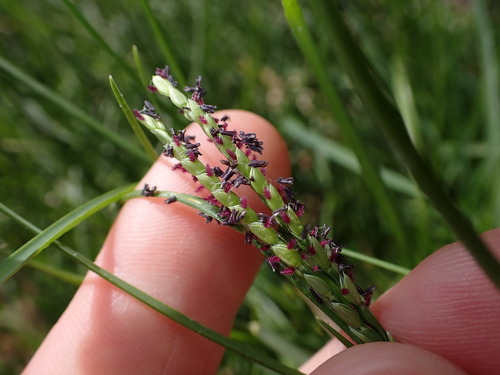 Image of Paspalum vaginatum by (c) Lisa Bennett, some rights reserved (CC BY)