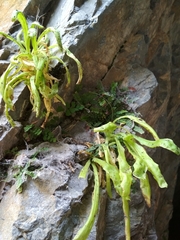 Pinguicula longifolia