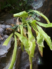 Pinguicula longifolia